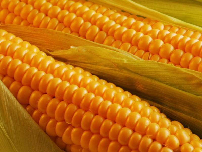 Украинская кукуруза