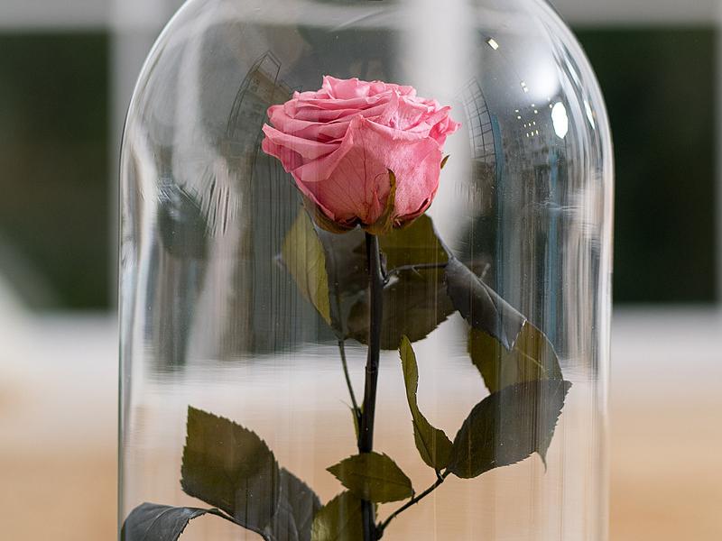розу в стеклянной колбе